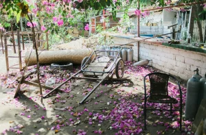 A rustic yard with scattered pink petals on the ground, a wooden cart, and metal cylinders.